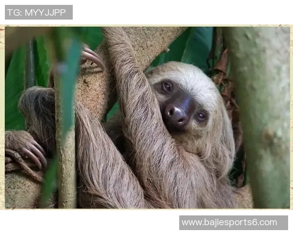 探索cm足球的魅力与发展历程,揭示其在全球体育中的独特地位与影响力 探索cm足球的魅力与发展历程,揭示其在全球体育中的独特地位与影响力